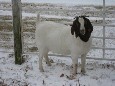 Rosenboom 105 - BIG2 Smooth Criminal Daughter