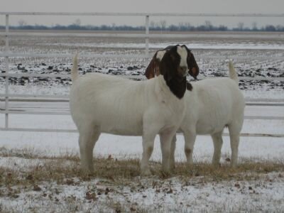 Yearling Does BIG2 Smooth Criminal Daughters