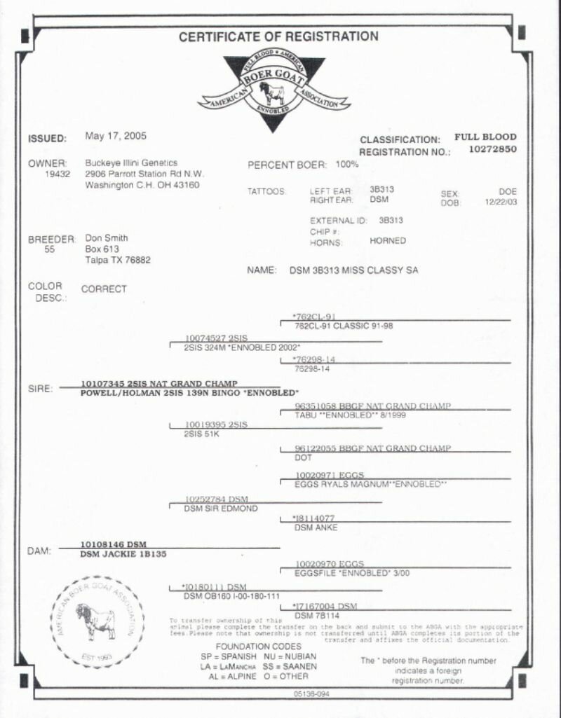 DSM 3B313 Miss Classy SA - Reference Doe - Boer Goat Doe
