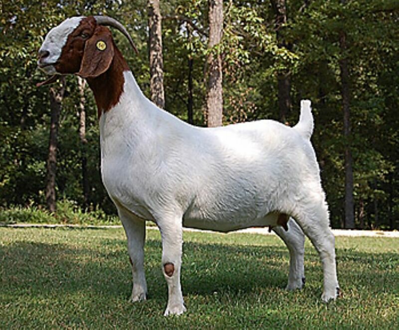 SGR Southern Brass - Boer Goat Doe