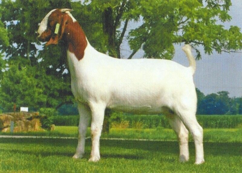 Rosenboom 6036 - Boer Goat Doe