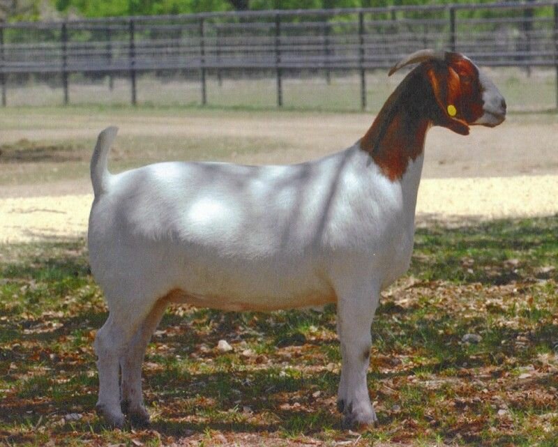 TXholdemEggs Bellisimo - Reference Doe - Boer Goat Doe