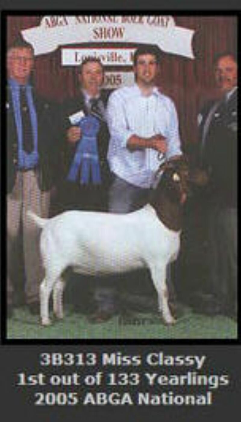 DSM 3B313 Miss Classy SA - Reference Doe - Boer Goat Doe