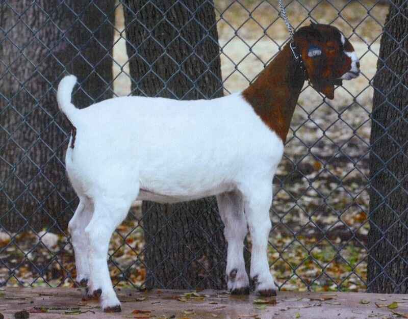 2Dox Sweeter For You - Boer Goat Doe