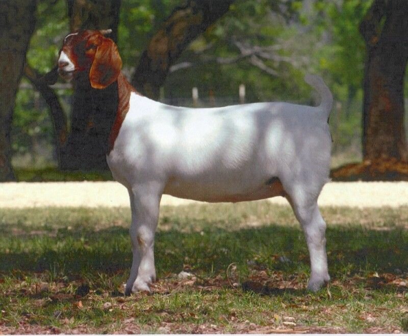2Dox Sweeter For You - Boer Goat Doe