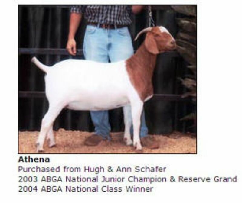 Athena - Reference Doe - Boer Goat Doe