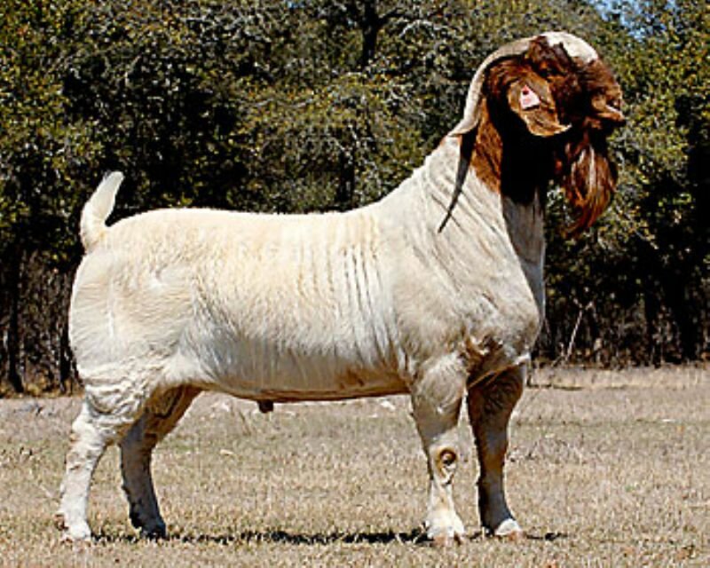S2 Captain Marvel - Boer Goat Buck