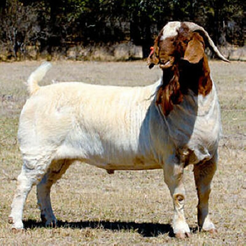 S2 Captain Marvel - Boer Goat Buck
