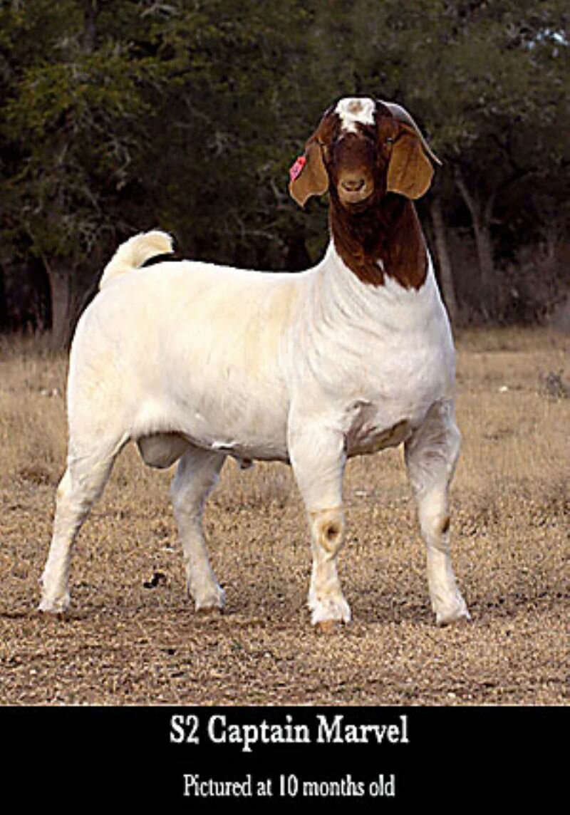 S2 Captain Marvel - Boer Goat Buck