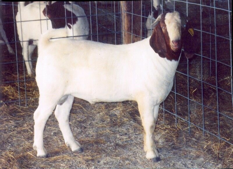 BIG2 Classic Thriller - Boer Goat Buck