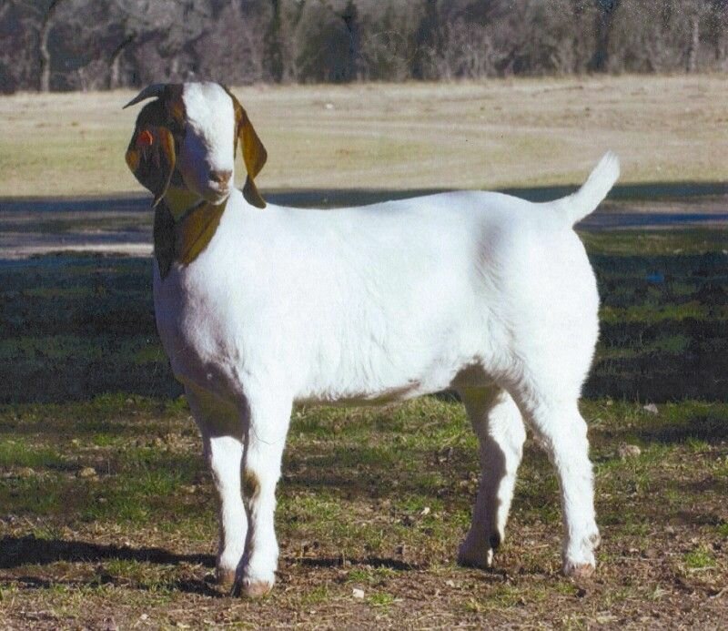 2Dox In A Heart Beat - Boer Goat Doe