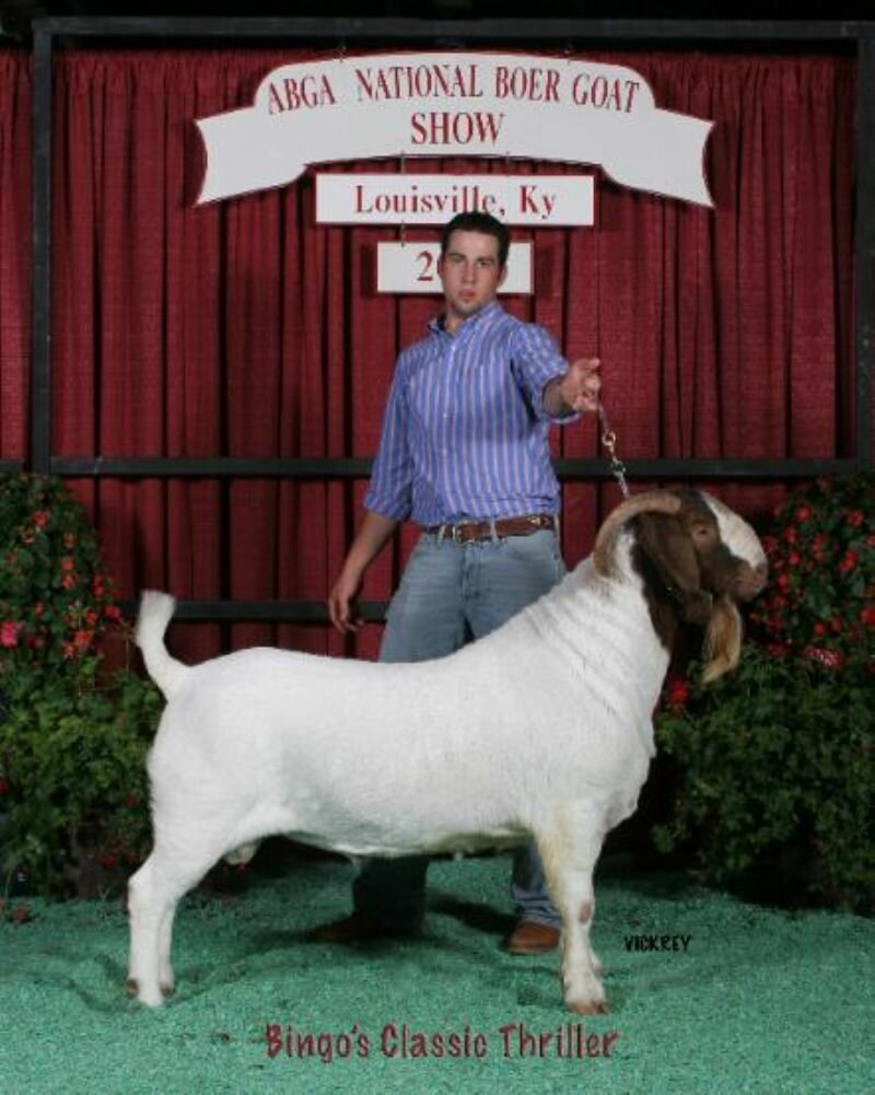 BIG2 Classic Thriller - Boer Goat Buck
