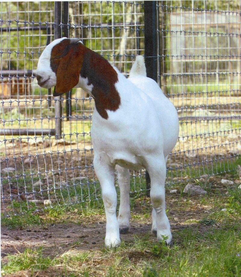 2Dox In A Heart Beat - Boer Goat Doe