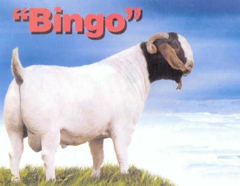 Bingo (Reference Sire) - Boer Goat Buck