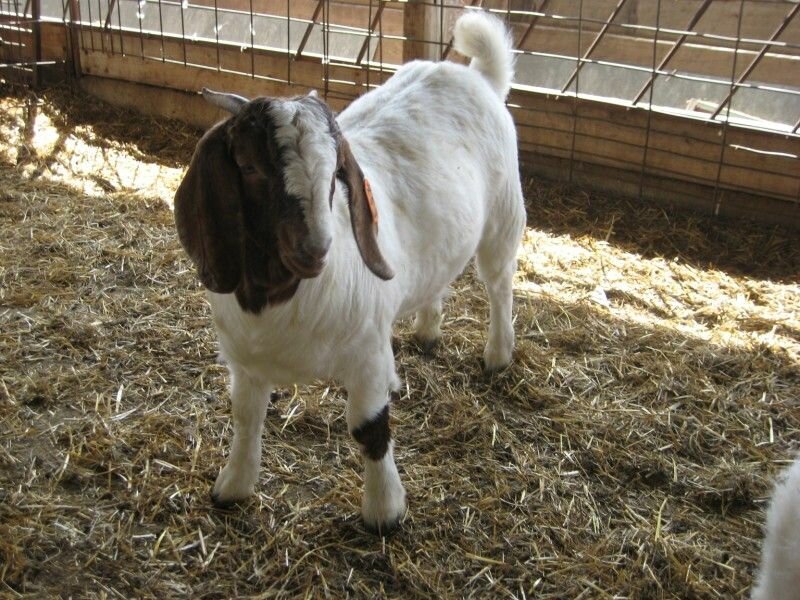 DSM Classy Lady Family - Boer Goat Doe