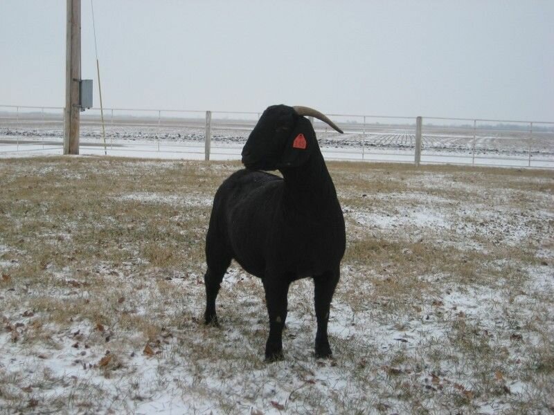 SCFG Blackberry - Boer Goat Doe