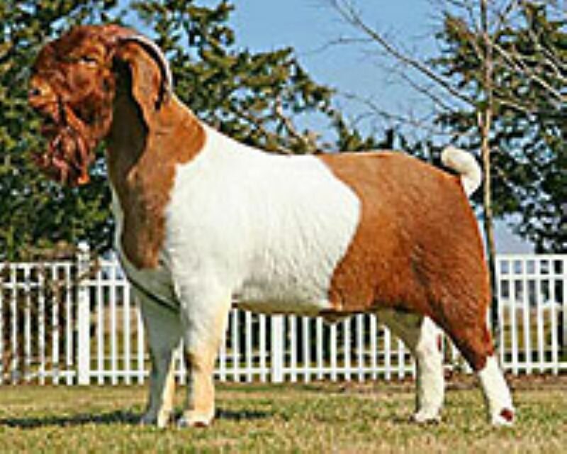 RRD Hammertime (Reference Sire) - Boer Goat Buck