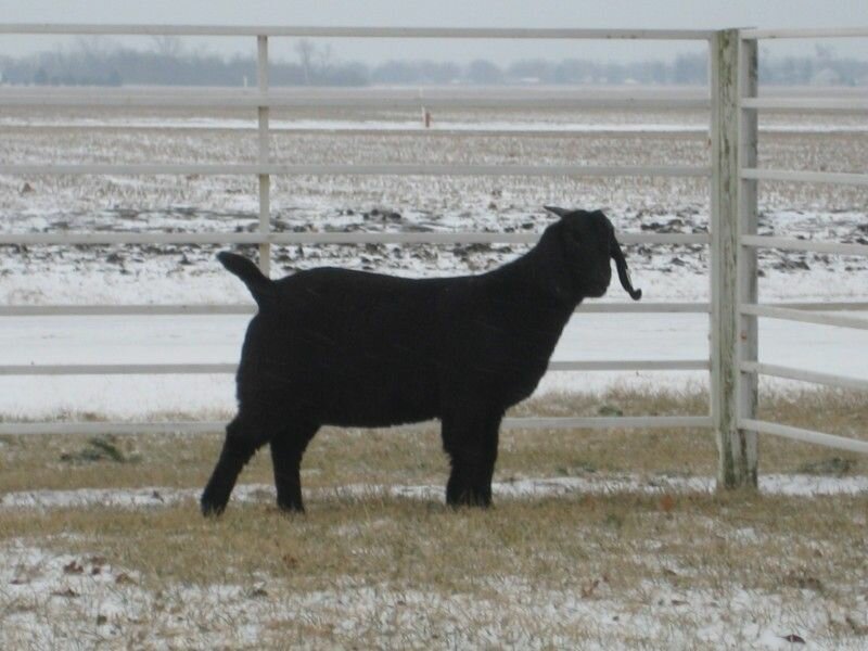 SCFG Blackberry - Boer Goat Doe