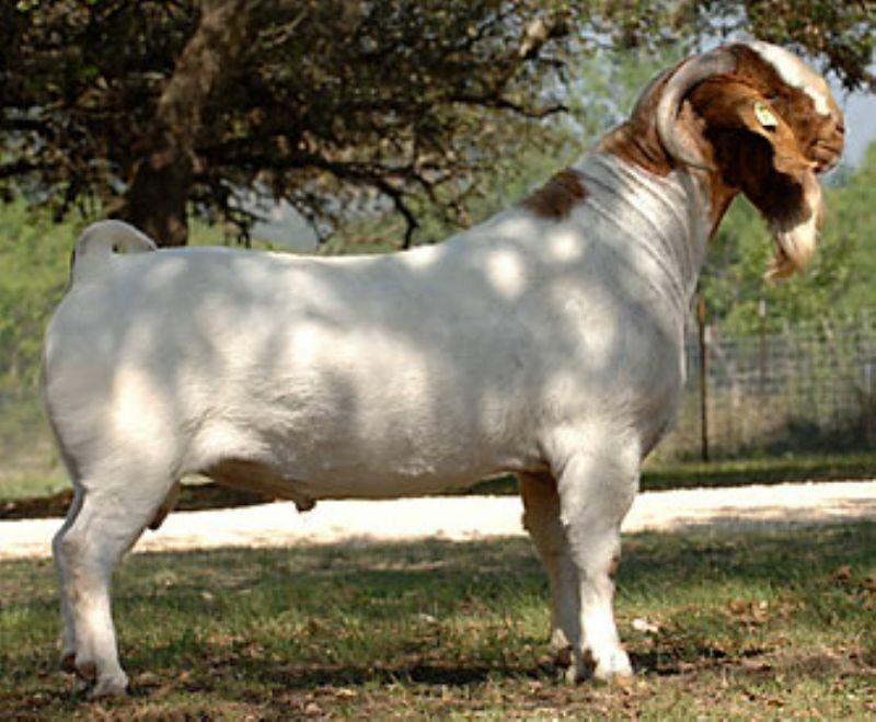 SWE Main Event (Reference Sire) - Boer Goat Buck