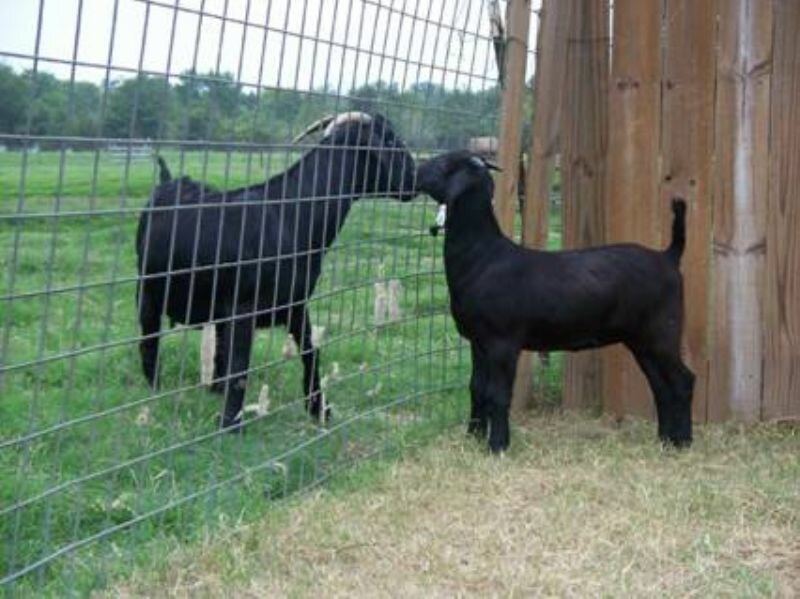 SCFG Blackberry - Boer Goat Doe