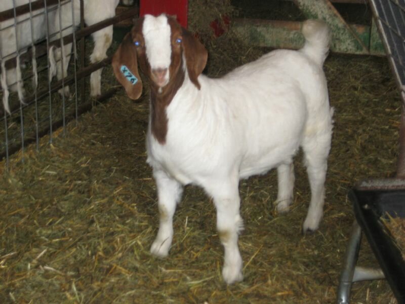 DSM Classy Lady Family - Boer Goat Doe