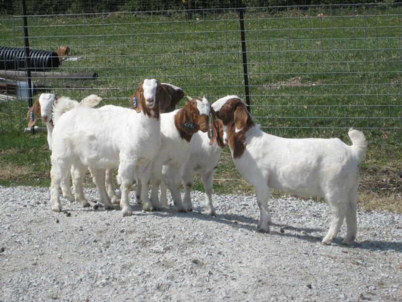 DSM Classy Lady Family - Boer Goat Doe