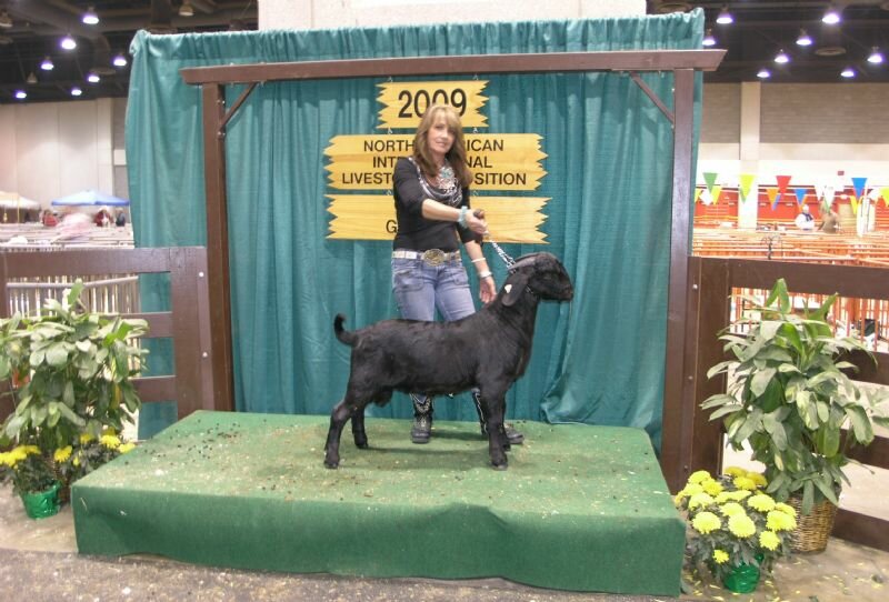 Black Pepper - Boer Goat Buck