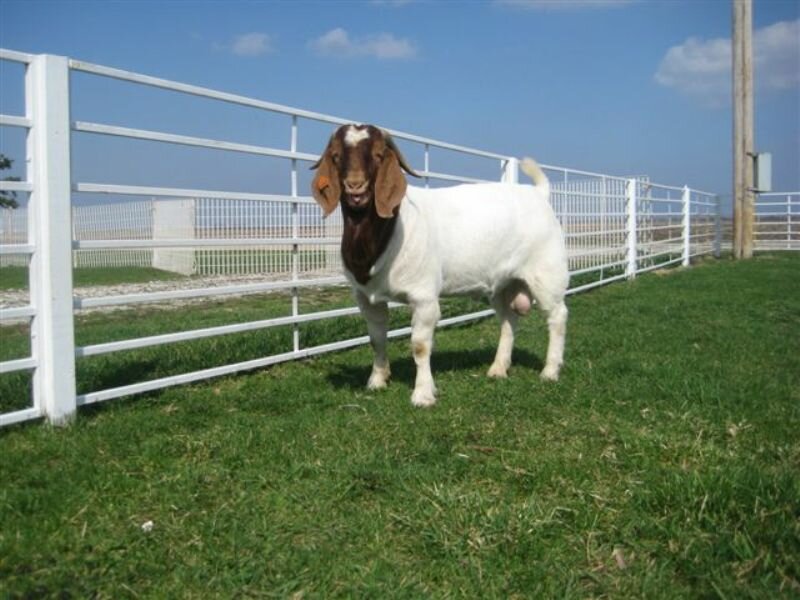 TRI Farms Walking Tall - Boer Goat Buck