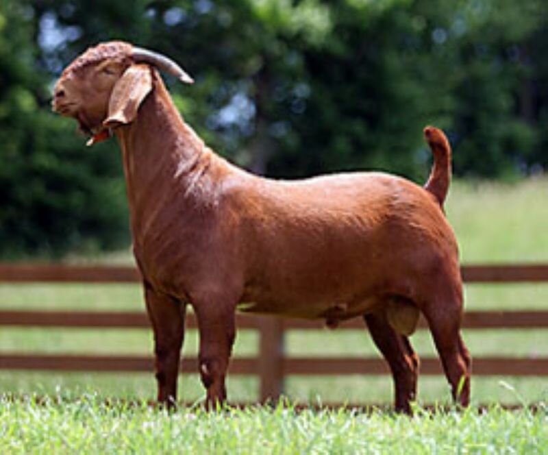 Back Draft - Boer Goat Buck