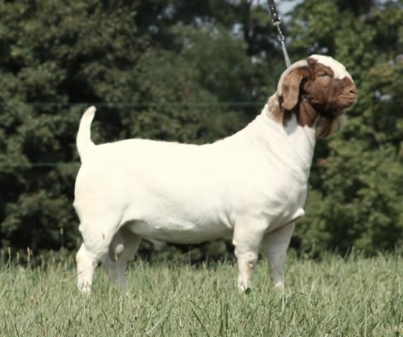 ONBG Troubadour - Boer Goat Buck