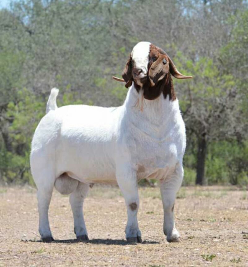 2Dox Cuger - Boer Goat Buck