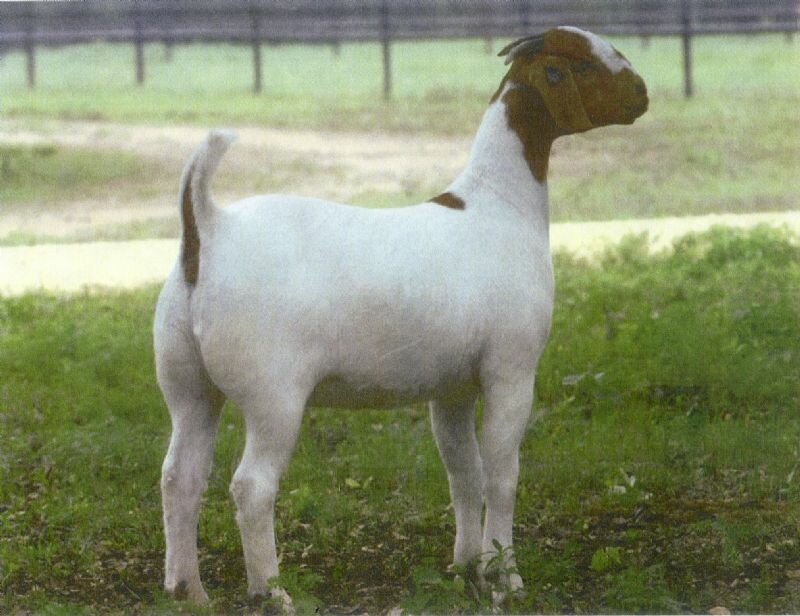 2Dox Heavenly Status - Boer Goat Doe