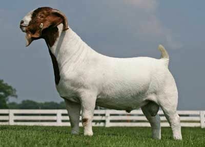 SGR Brass Eggs owned with Pair-A-Docs Boer Goats