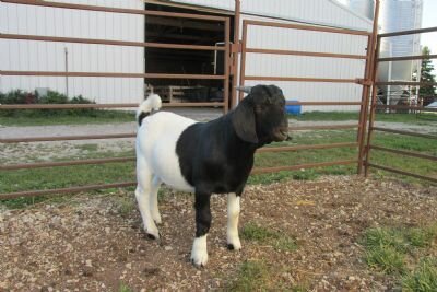 Blck Dam & Red Sire #1069