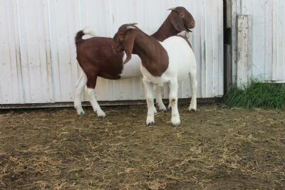 Splenda daughter, Splenda son (Dark Temptation) #1082